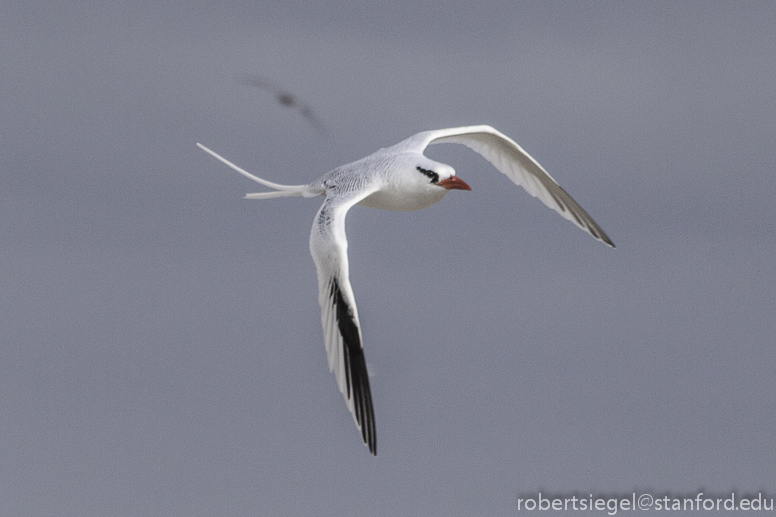 tropicbird